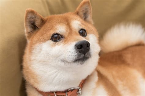 shiba inu photography|1000+ Shiba Inu Pictures 